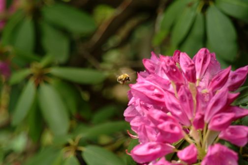 Bees at work.