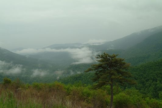 Pine tree, approaching cloud.