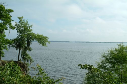 View of water in Santee State Park, SC.